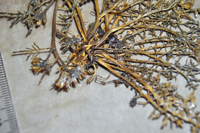 Detalle 1